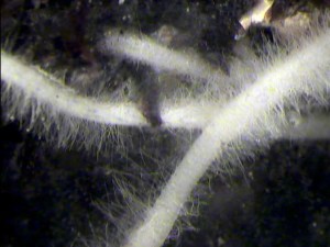 papaya root hair image