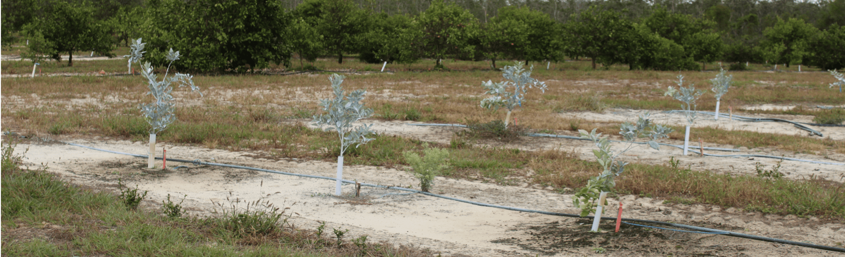 kaolin in field 6 mo
