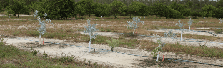 kaolin in field 6 mo