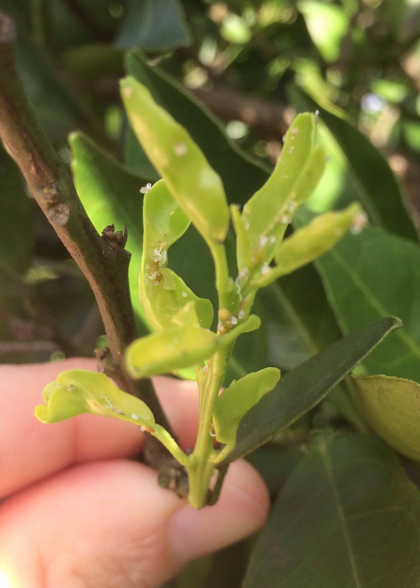 2018-08-09 10.39.14-1